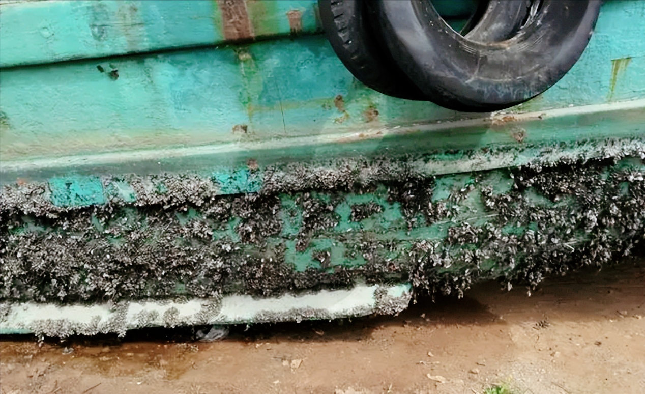 轮船船底每次刮下几十吨海鲜,都卖给了海鲜市场,这种海鲜能吃吗