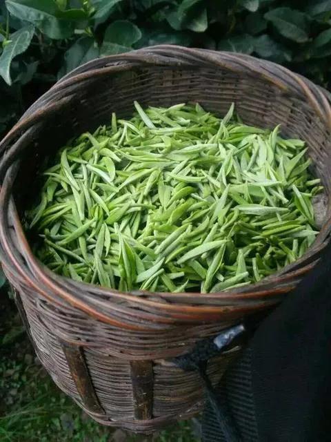 竹叶青是什么茶(青城山竹叶青是什么茶)