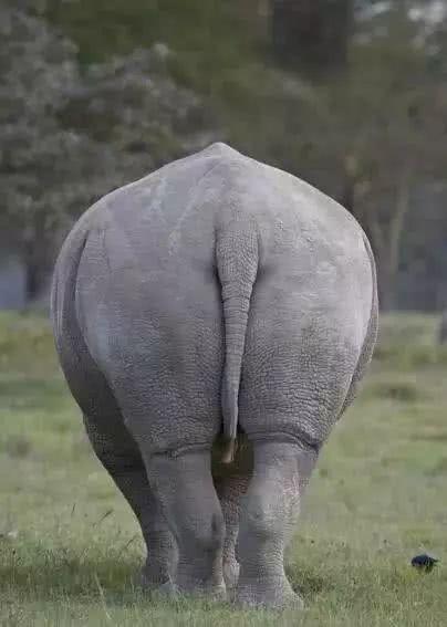 龙生九子是哪九子(为何个个差别那么大?)