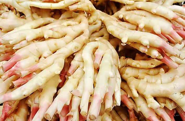 今日入伏,牢记:多吃“1苦2肉3菜”,顺应季节调整,三伏少受苦