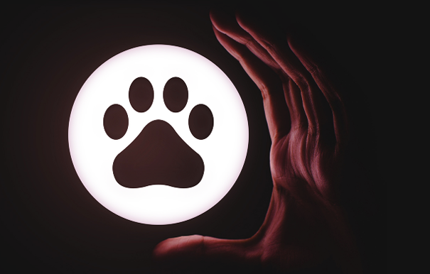 百度推出熊掌号 百度推出熊掌号