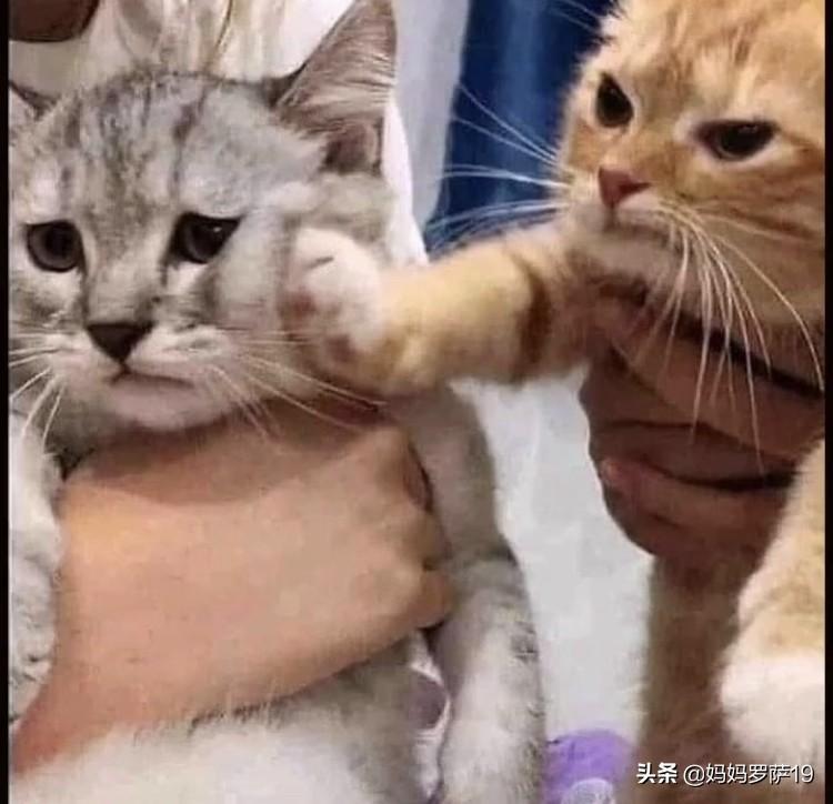 g7峰会哪些国家参与为什么没有中国(g7峰会有没有中国)