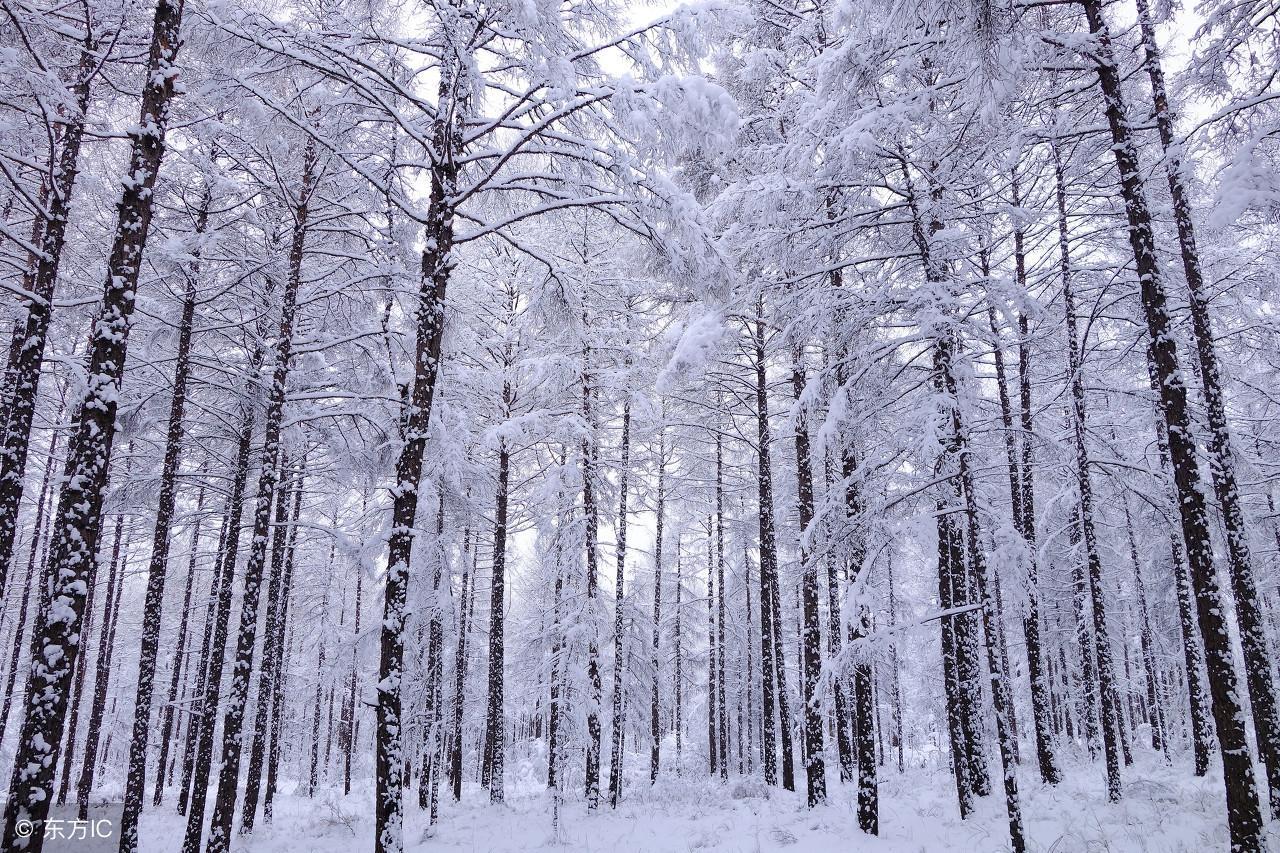 中国最冷的地方是什么地方(中国最冷的地方是什么地方排名)
