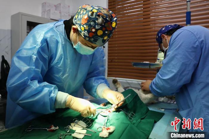 上海奶奶去世留下几十只动物后续:毛孩子们正在治疗等待领养