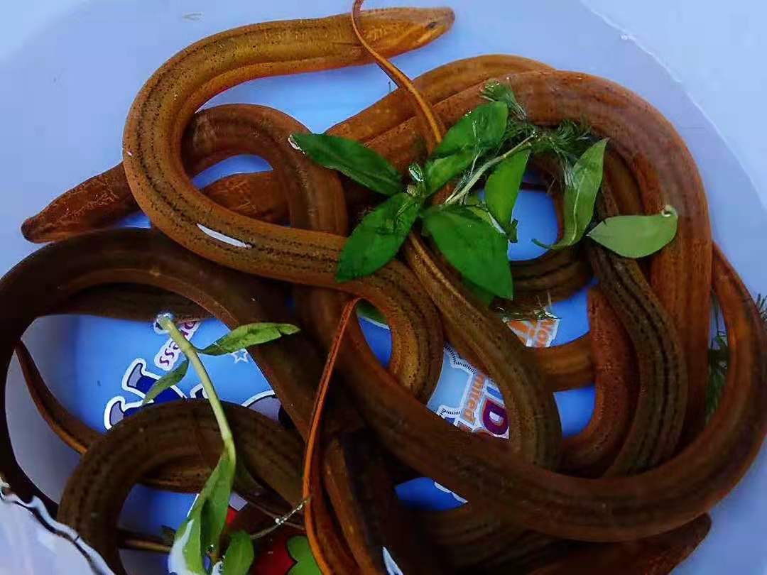 今日入伏,牢记:多吃“1苦2肉3菜”,顺应季节调整,三伏少受苦