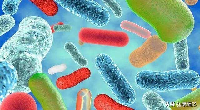 菊粉是什么功效与作用(益生菌菊粉是什么功效与作用)