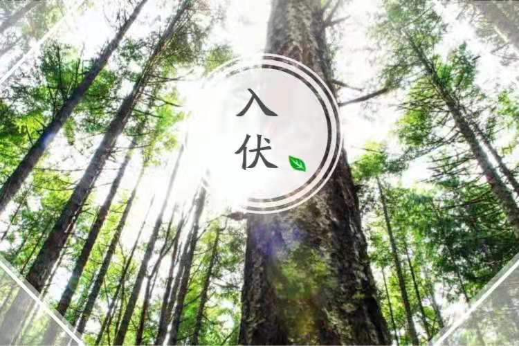 今日入伏,牢记:多吃“1苦2肉3菜”,顺应季节调整,三伏少受苦