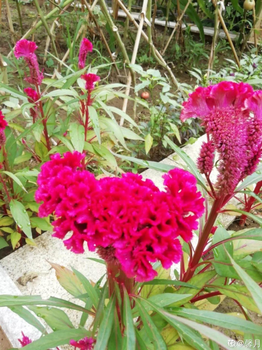 一春一秋不开花的生肖介绍(一春一秋不开花是什么生肖)