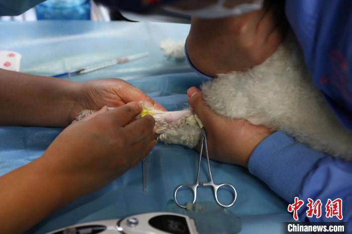 上海奶奶去世留下几十只动物后续:毛孩子们正在治疗等待领养