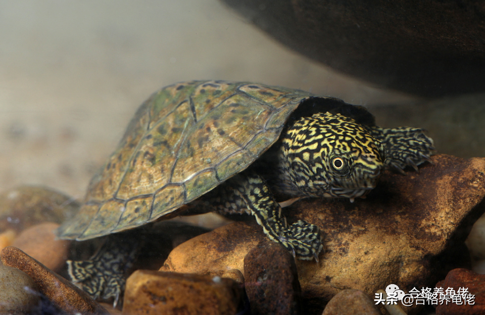 什么龟好养又好看(什么龟好养又好看又长得大)