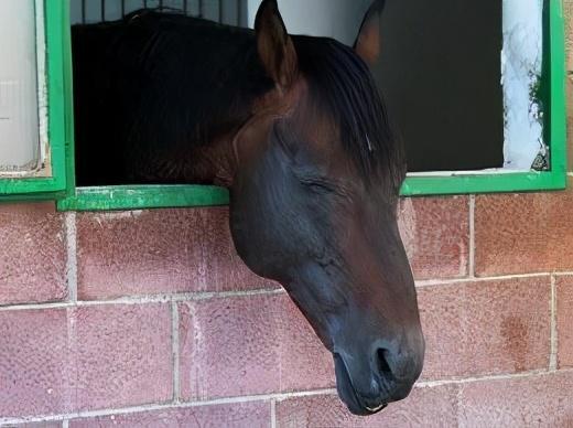 马是站着睡还是躺着睡(马是站着睡还是躺着睡)